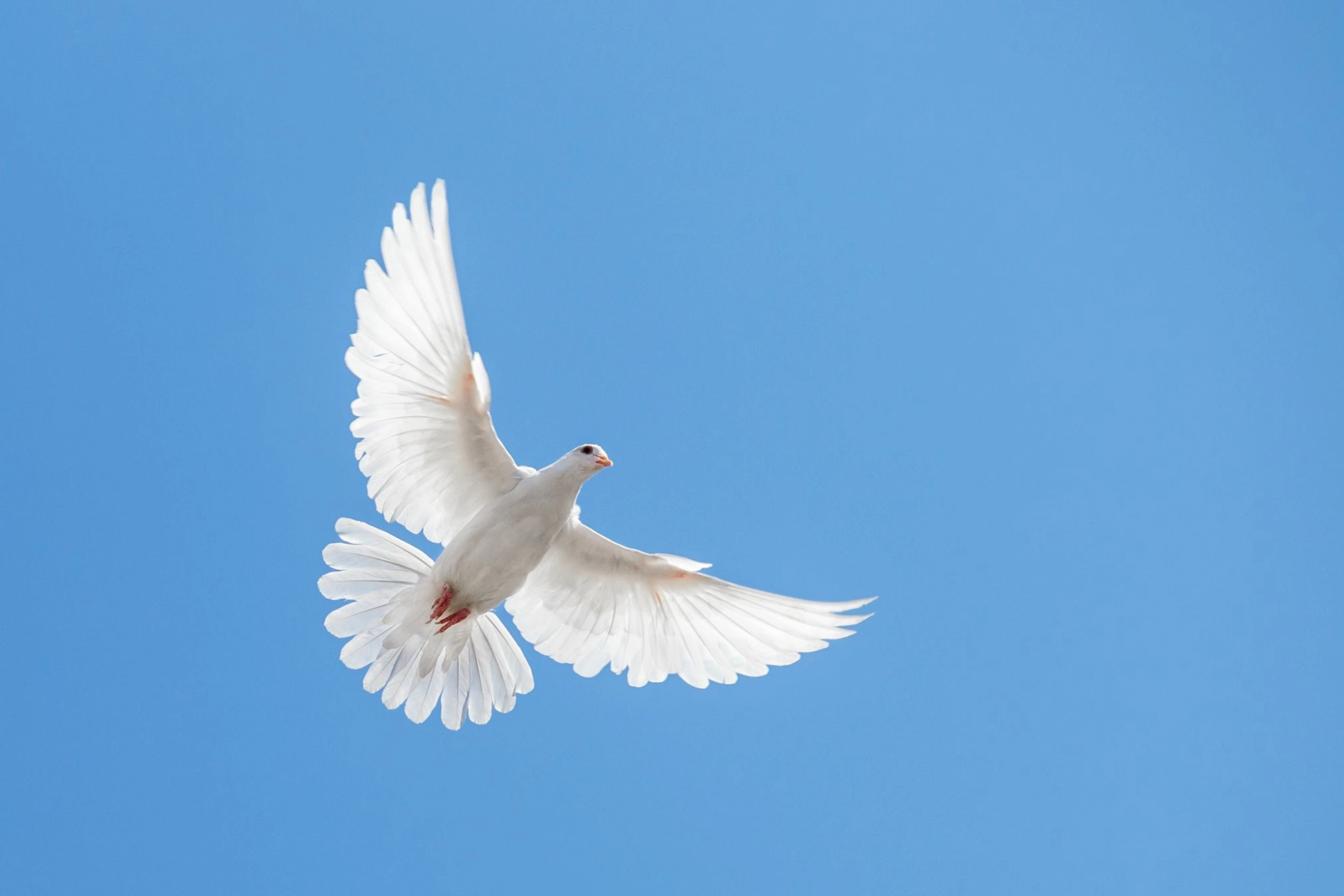 Vorstand, BPE:aktive/politik-und-gesellschaft/europa-und-internationales